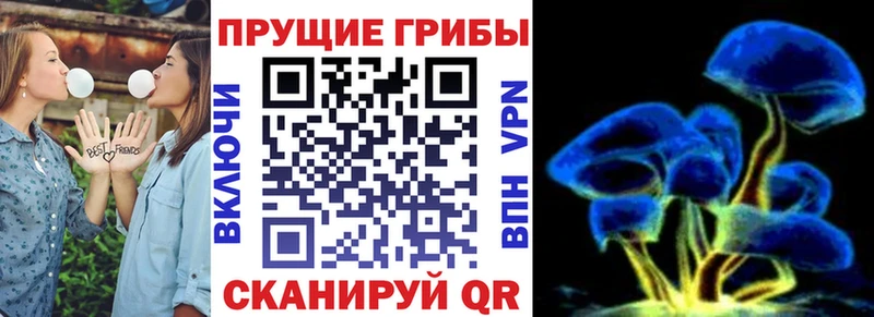 Псилоцибиновые грибы Psilocybe  Тулун 